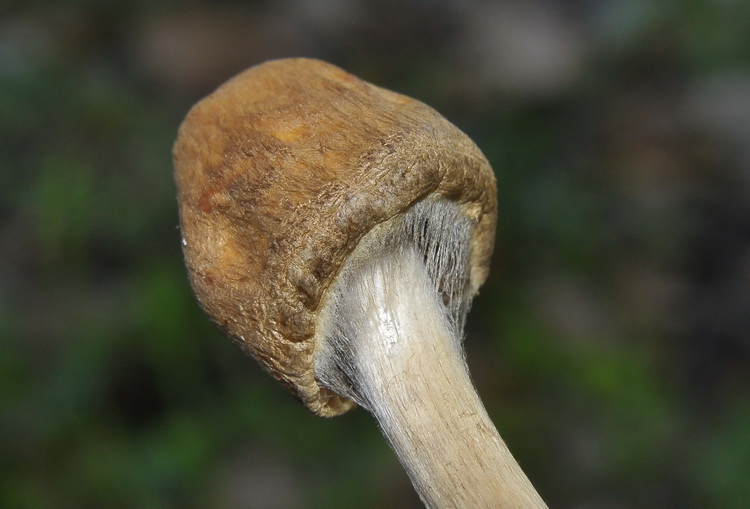 Psathyrella sp.?